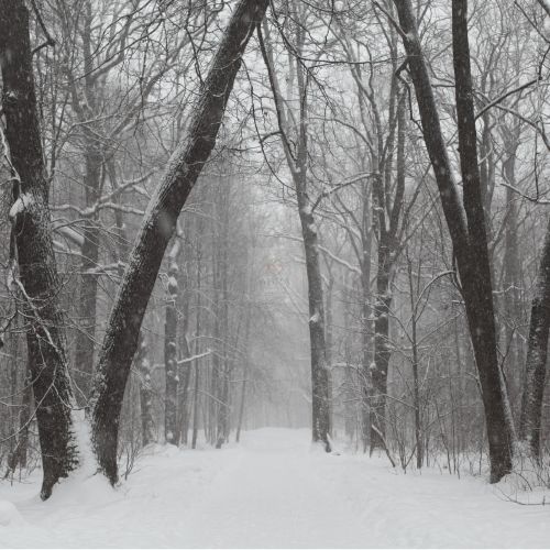 Teren intravilan Baneasa - Poză 3