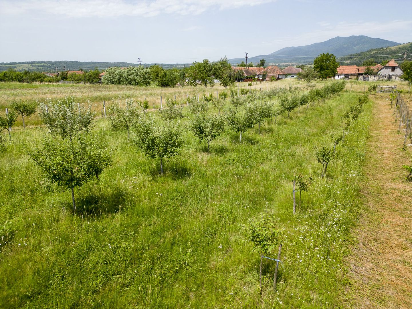 Livadă pe rod cu pomi fructiferi 4780mp la Dezna - Poză 11