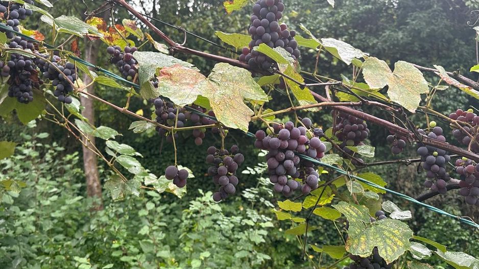 De vanzare teren 2100 mp Dej central - Poză 4