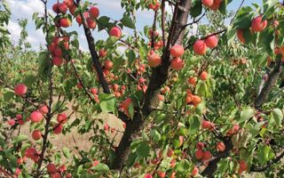 Ferma pomicola cu teren livada 270 ha - Timis - Poză 3