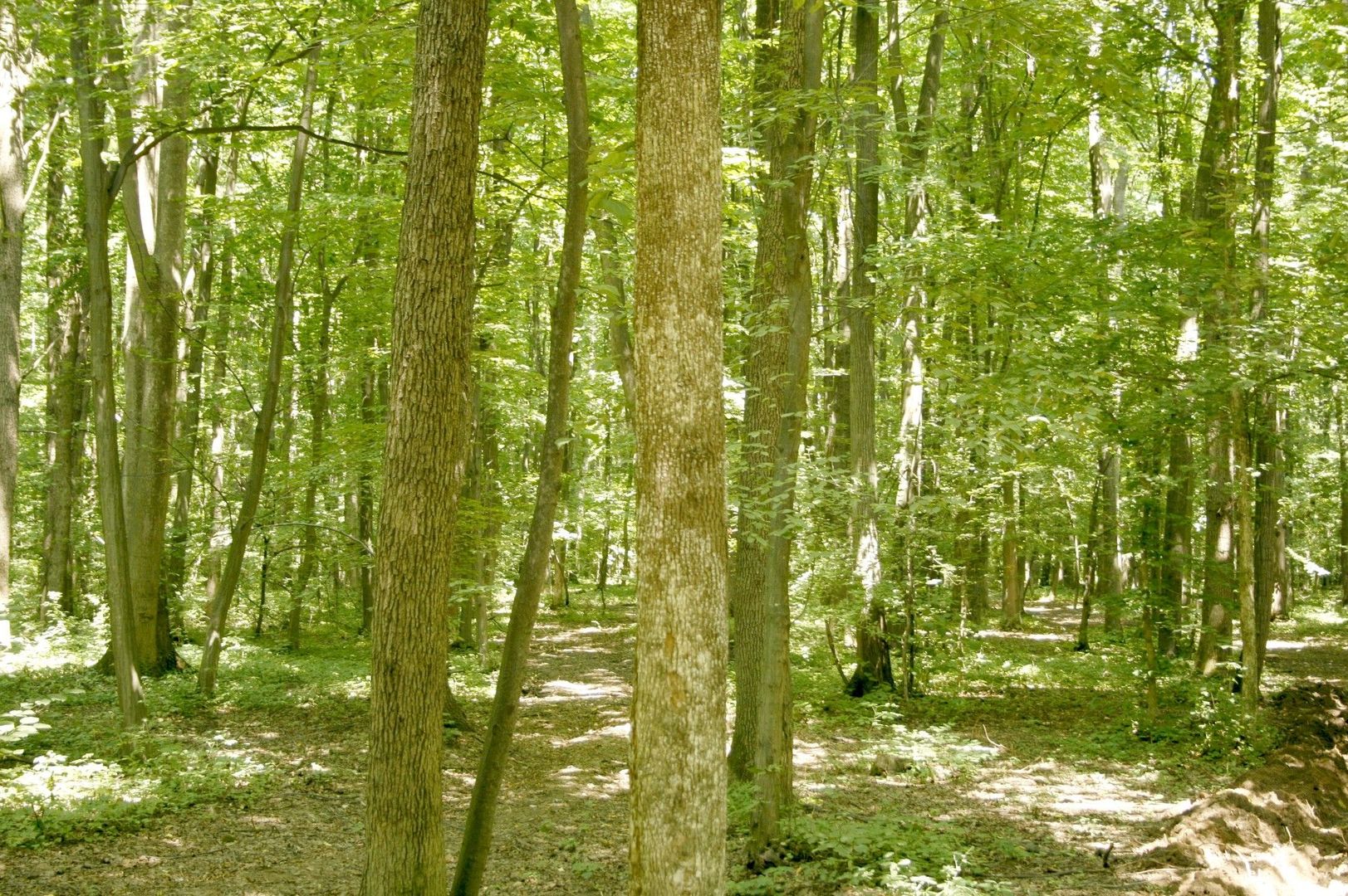 Ocazie ! PIPERA - padurea Baneasa, 7 Ha. in apropiere de Rez. Oxford - Poză 3