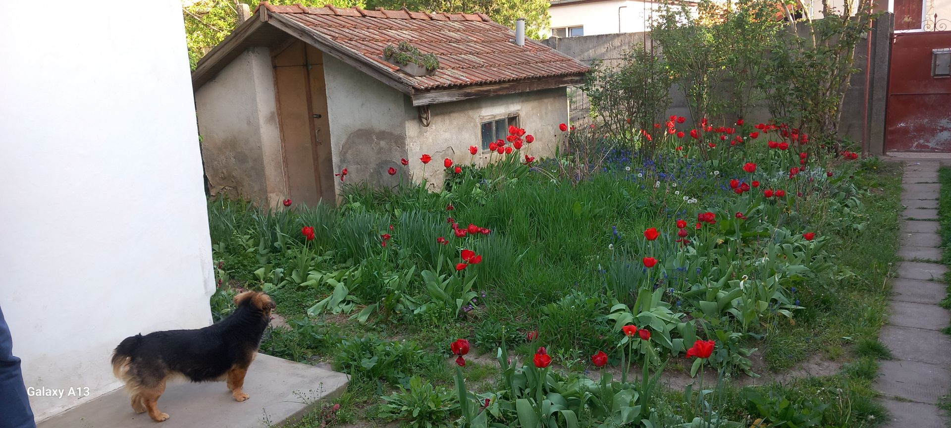 Ag BRASADAS vinde casa cu 2 cam teren 4.86 ari în zona SEMICENTRALA. - Poză 3