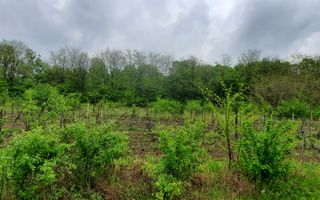 🏡 Casă cu livadă sat Prisăcani  - Teren 4500 mp - Poză 10