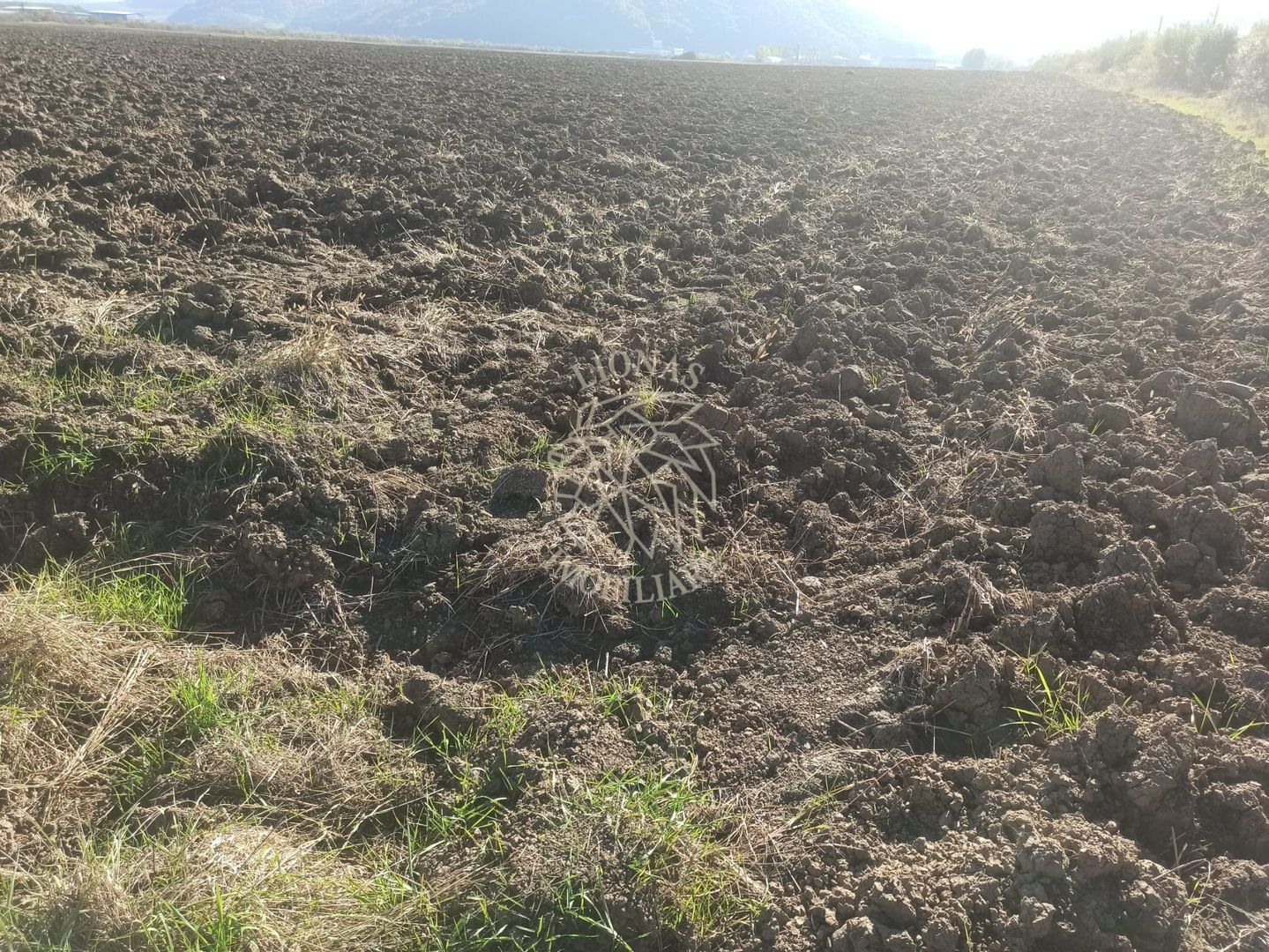 Teren 7500 mp-ideal agricultura, invetitie-Sarata - Poză 3