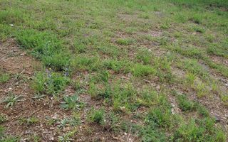 Teren de vis în Faget: Oportunitate unică pentru construirea casei tale ideale. - Poză 5