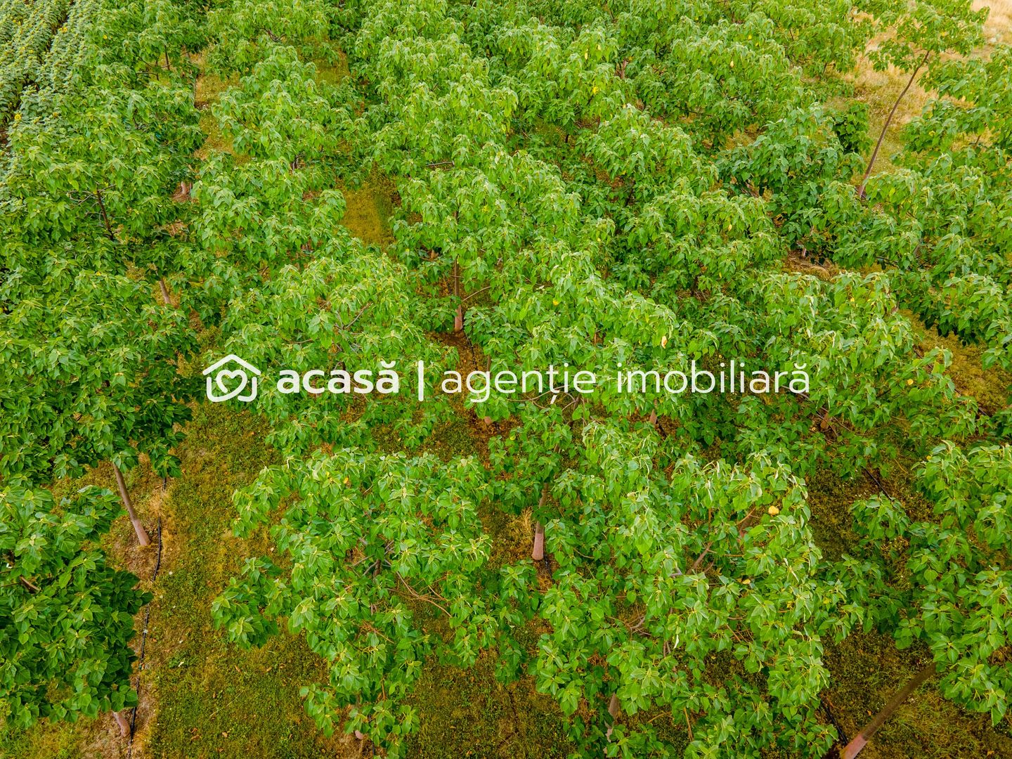 Teren cu plantație de arbori Paulownia, 1.25 ha - Poză 7