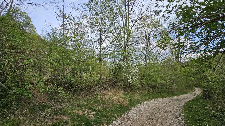 Teren intravilan 1454 mp la marginea padurii zona locuita de case! - Poză 14