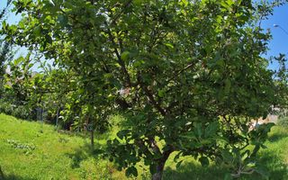 Vanzare teren intravilan, Prundu - Poză 11