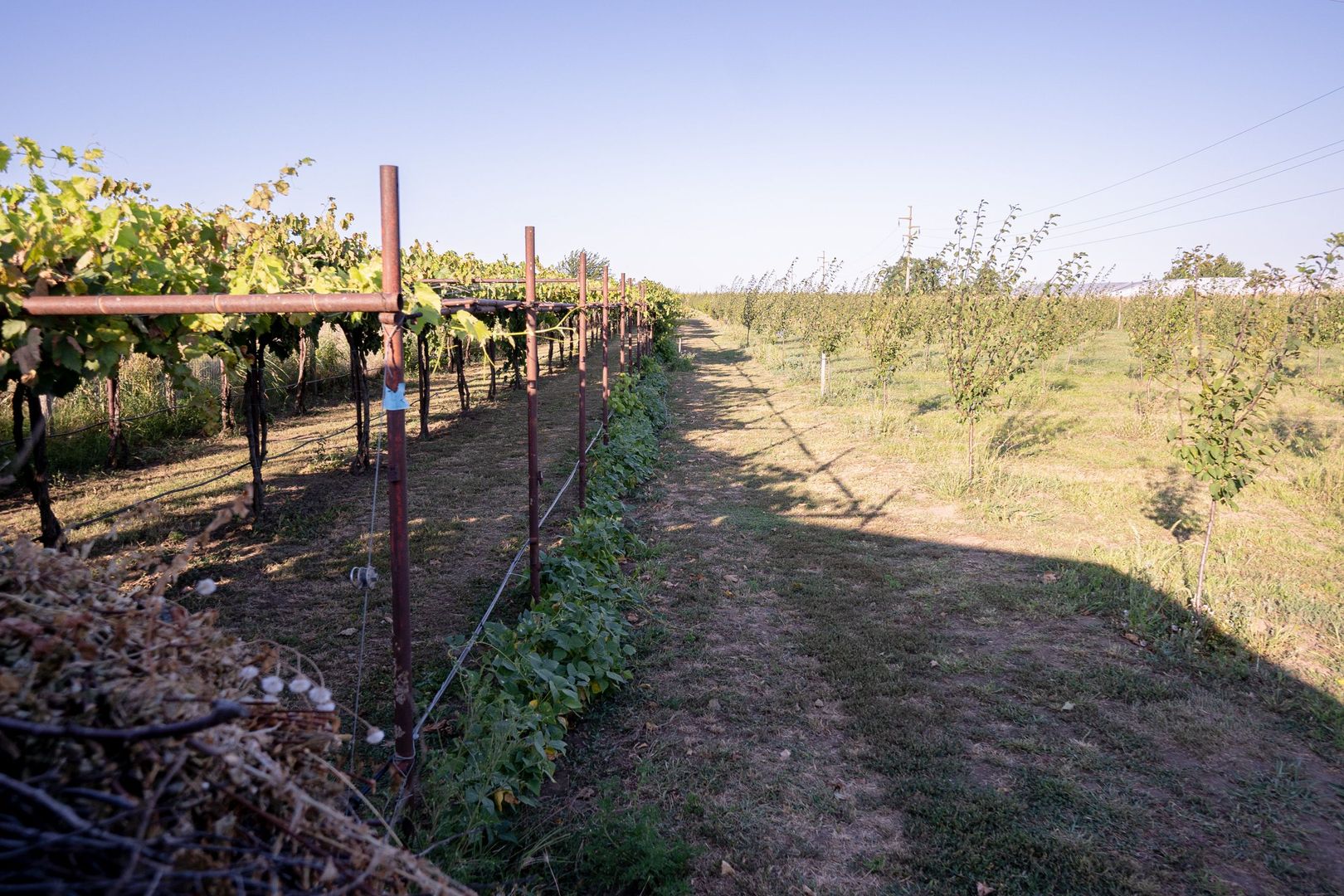 Casă de vânzare Furceni – 7 camere, teren 8.000 m - Poză 28