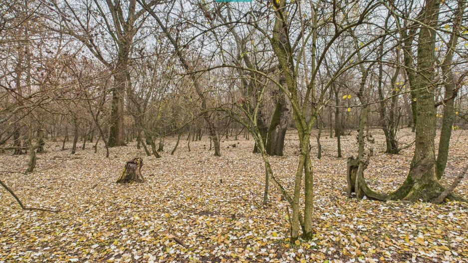 Teren pe malul Muresului- oportunitati multiple - Poză 28