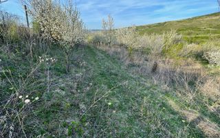 Tren Soporului Intravilan ,5500 MP Utilitati,  Oportunitate - Poză 8