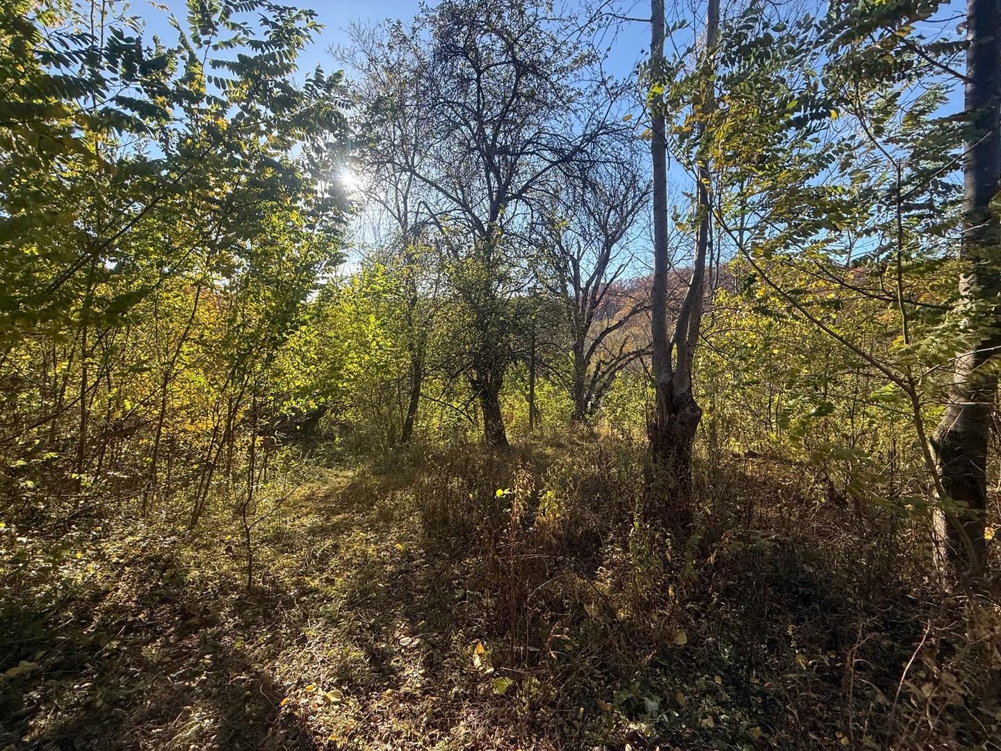 Teren langa pădure 6400mp+casa demolabila-deschidere 35 ml - Poză 7