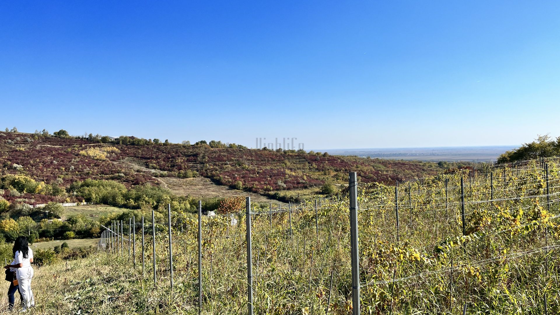 14Ha podgorie, livada pomi fructiferi, si conac 3000mp - Poză 3