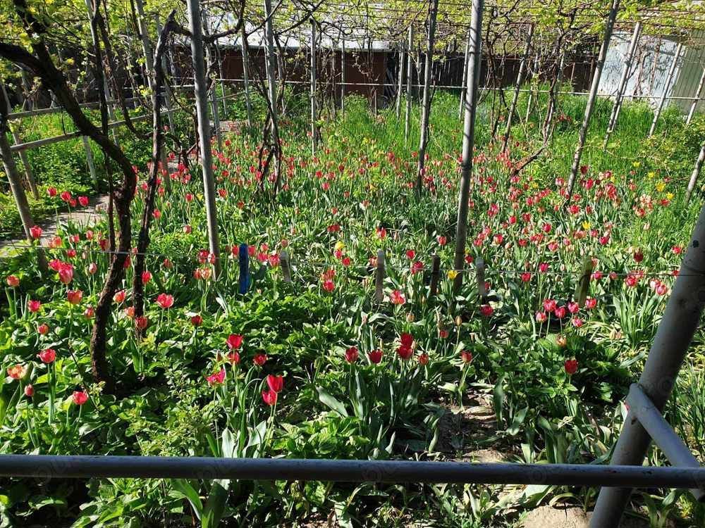 teren de vanzare 807 mp - Poză 5