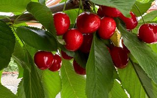 Teren 2000 mp de vânzare – Comana, deschidere la lac, aproape de Parcu - Poză 8