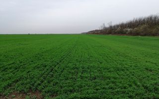 Teren extravilan localitatea Afumati - Poză 1