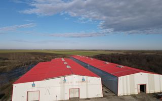 Hale depozit-productie industriala la 20 km de TM - Poză 12
