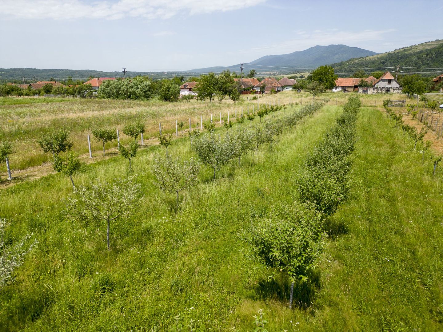 Livadă pe rod cu pomi fructiferi 4780mp la Dezna - Poză 6