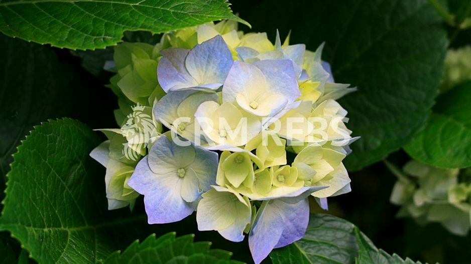 Apartament cu 3 camere în zona Dristor - Poză 16