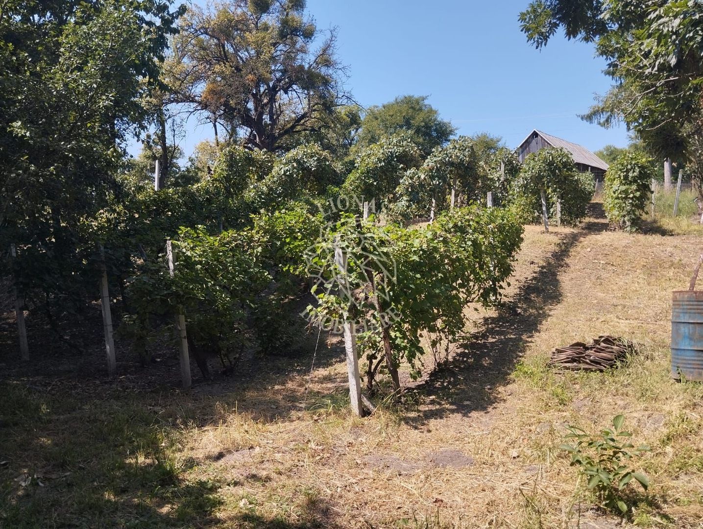 Teren intravilan 2828 mp+autorizatie casa-anexe-livada-Dorolea - Poză 6