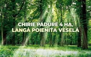 Chirie teren forestier -  4 ha direct la traseul Chișinău-Hîncești