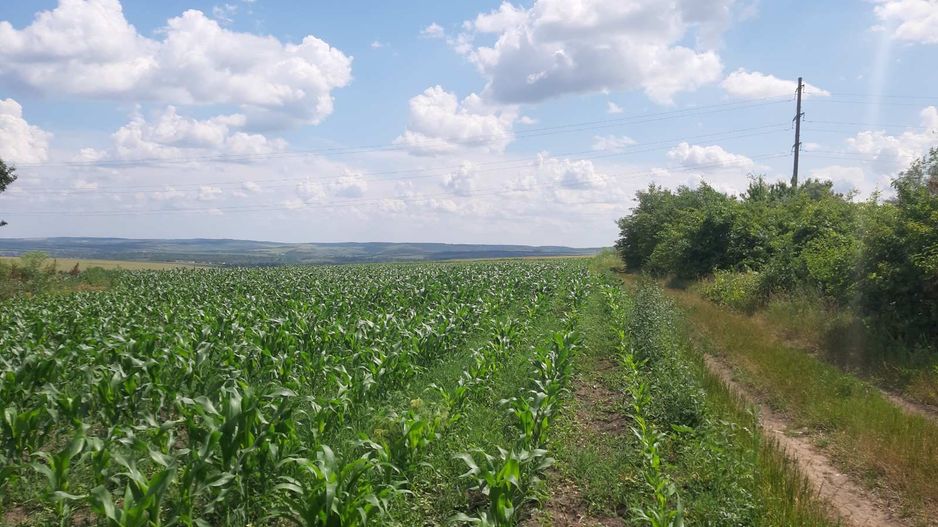 Teren cu spații industriale sau depozitare - Poză 4