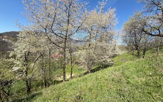 Teren 2500 mp Sohodol - Poză 13