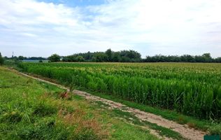 Teren de vanzare Serbanesti/Holt