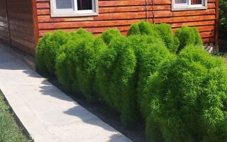 Casa individuala de lemn I Calarasi I Dor Marunt I teren 814 mp - Poză 4