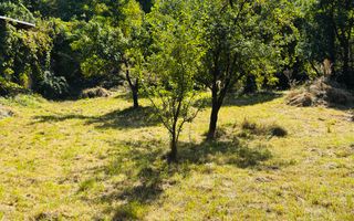 TEREN INTRAVILAN 3234 MP LEREȘTI VOINEȘTI ARGEȘ - Poză 39