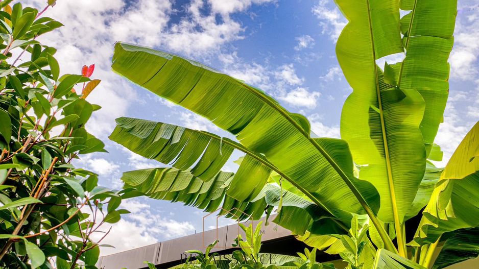 Dumbravita Casa Exclusivista pe Parter | 5 Camere | 1477mp Teren - Poză 12