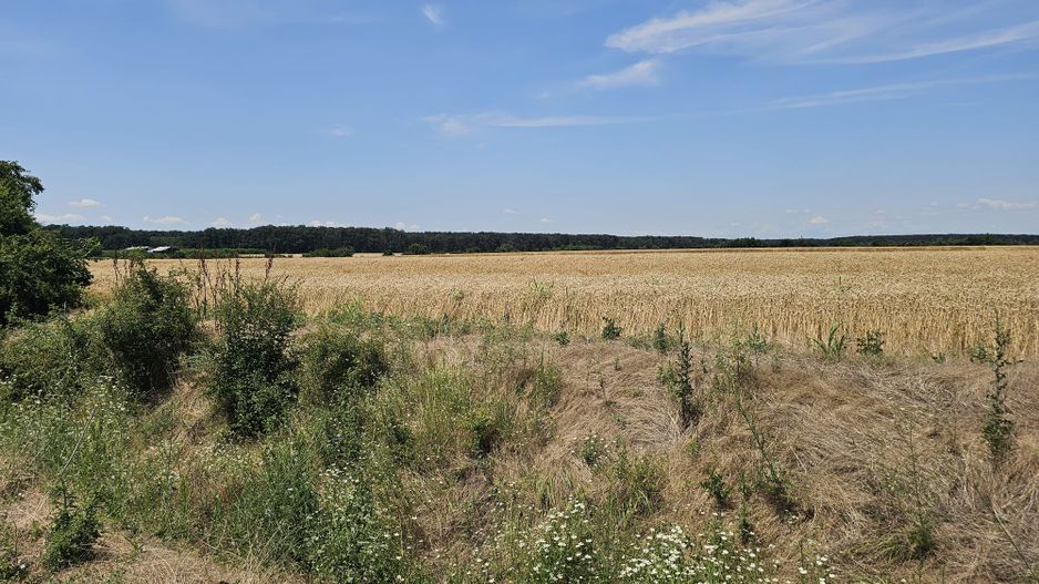 Vanzare Teren Intravilan Buftea, 750mp, str. Ulmului, Pista Biciclete - Poză 3