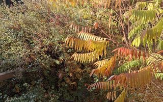 Casa cu 15 camere de vanzare in Bazna, Sibiu ( azil, pensiune) - Poză 42