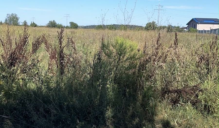 Teren intravilan 3645mp localitate 1 Decembrie zona rezidentiala - Poză 2