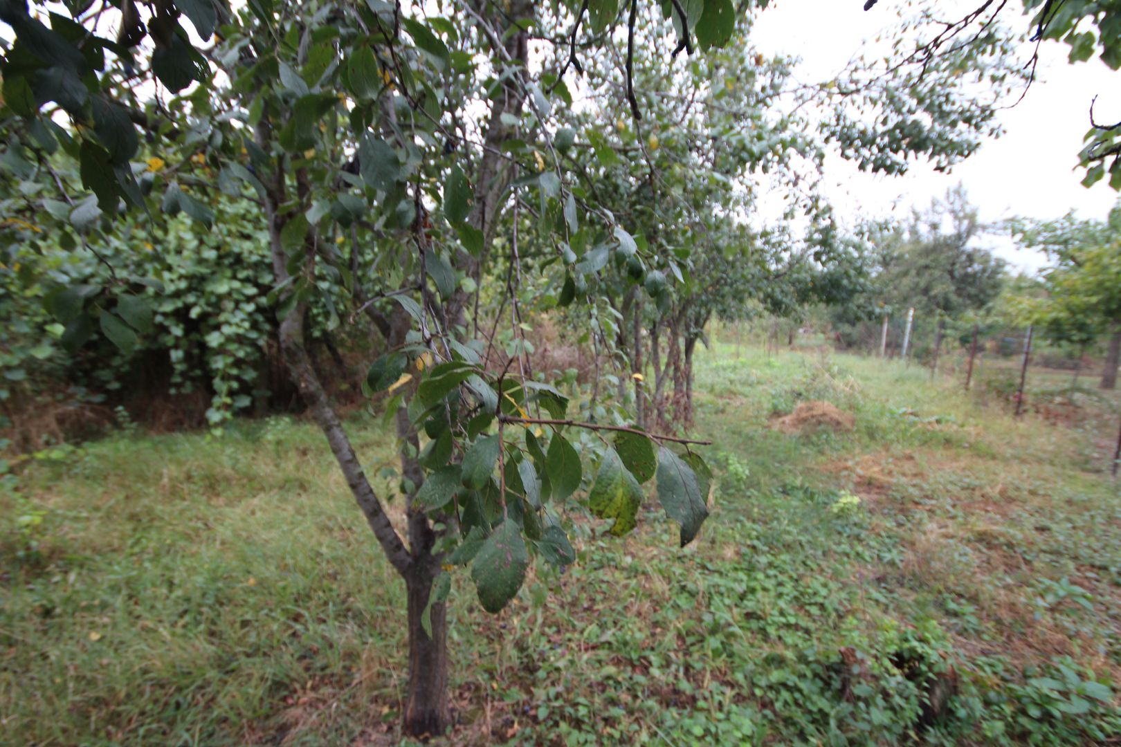 Teren de vânzare - 1900 mp Dumbravita - Poză 1