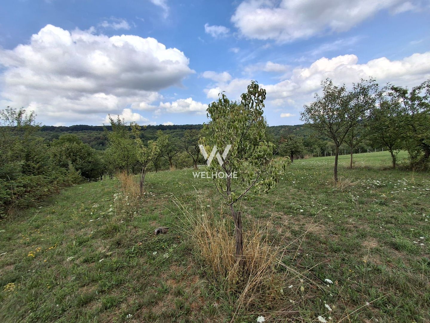 De vânzare teren extravilan în Sibiel, jud. Sibiu – 3223 mp - Poză 6