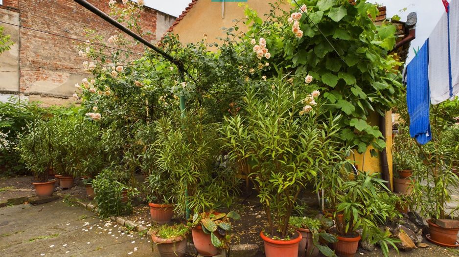 Apartament la casă cu 4 camere în Pârneava - Poză 19