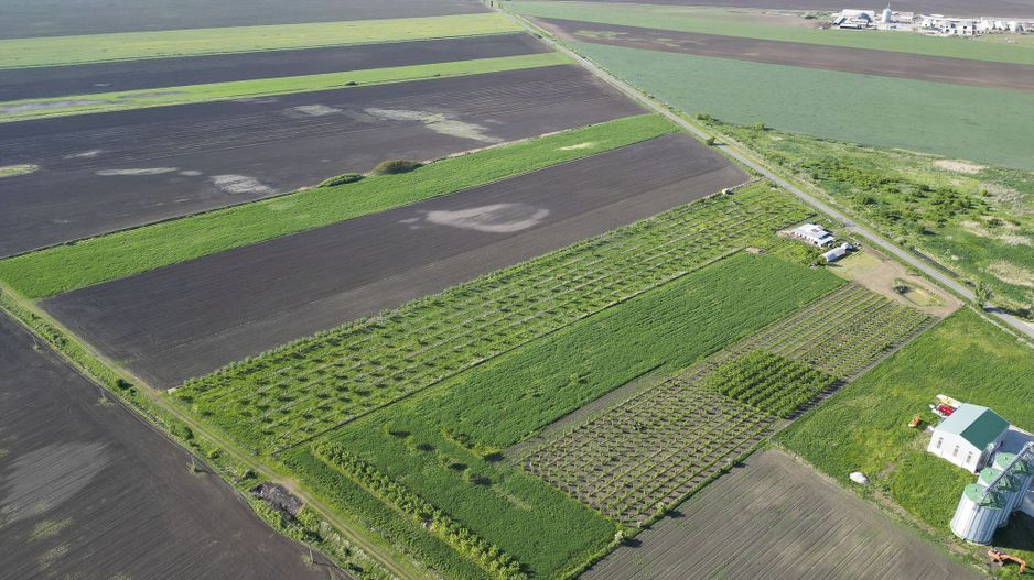 Livadă de nuci și pruni 2.4ha în Variașul Mare - Poză 11