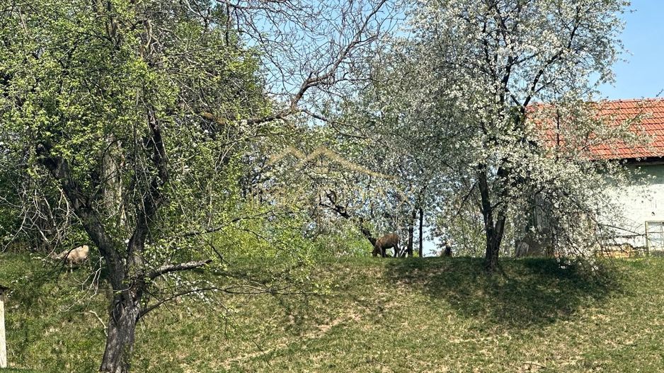 Teren Intravilan**11000 MP**Panorama spectaculoasa**Bran/Brasov - Poză 2