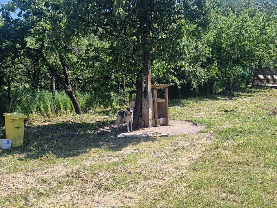  Proprietate în Comuna Botești, Județul Argeș – Zonă Pitorească și Liniștită ! - Poză 20