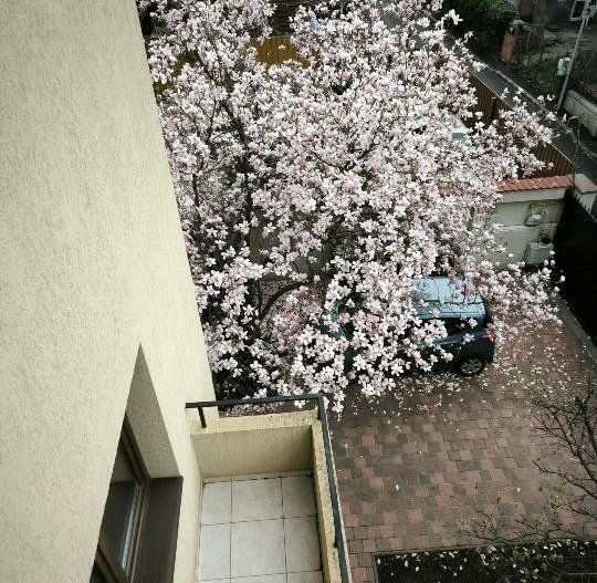 Polona - Dorobanti Apartament 3 camere - Poză 10