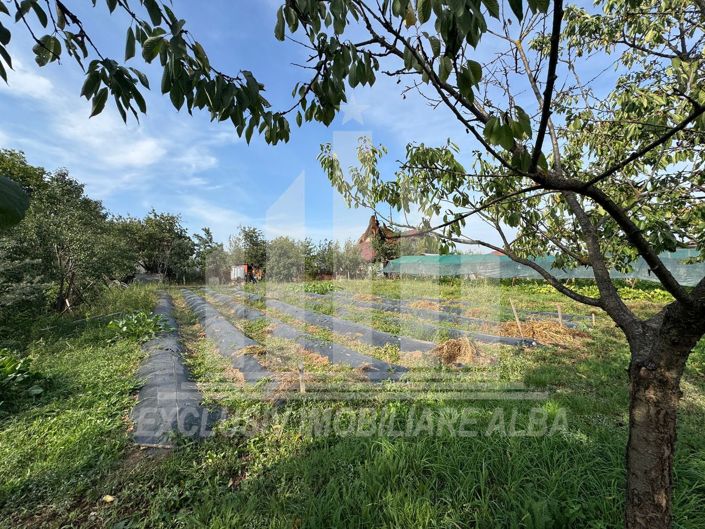 Teren intravilan | 1200 mp | 35 ml deschidere | Alba-Micesti - Poză 4