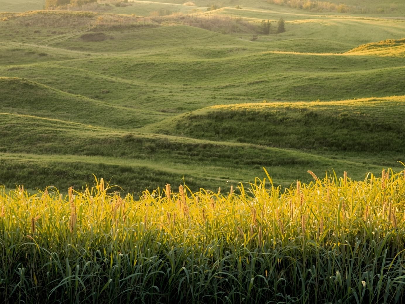Vanzare Teren Extravilan Arabil, Pășune Chesint, Zabrani Arad, 48.86ha - Poză 5