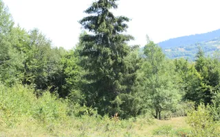 Terenuri Carpinis I parcelabil I Curent pe proprietati - Poză 52