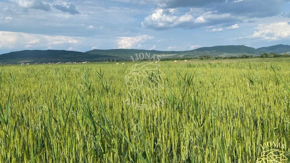 Teren -4.300 mp - Arabil - Chintelnic - Poză 2