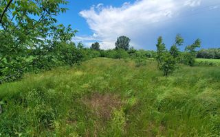Teren cu vie și livadă, 5442 mp, Contesti (Valea Seaca), Iasi - Poză 7