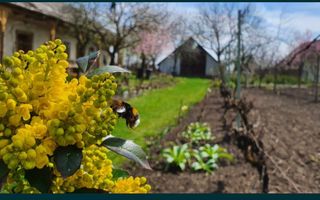 Vand casa in Com.Petresti, ultracentral, 42 ari teren - Poză 4
