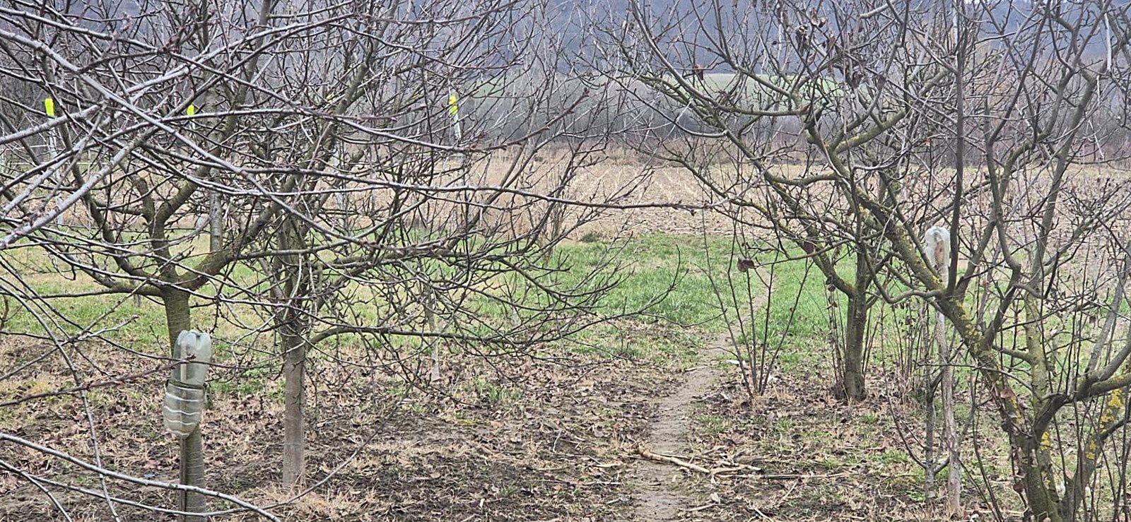 Casa cu teren 4000 mp in Bogei, Bihor - Poză 6