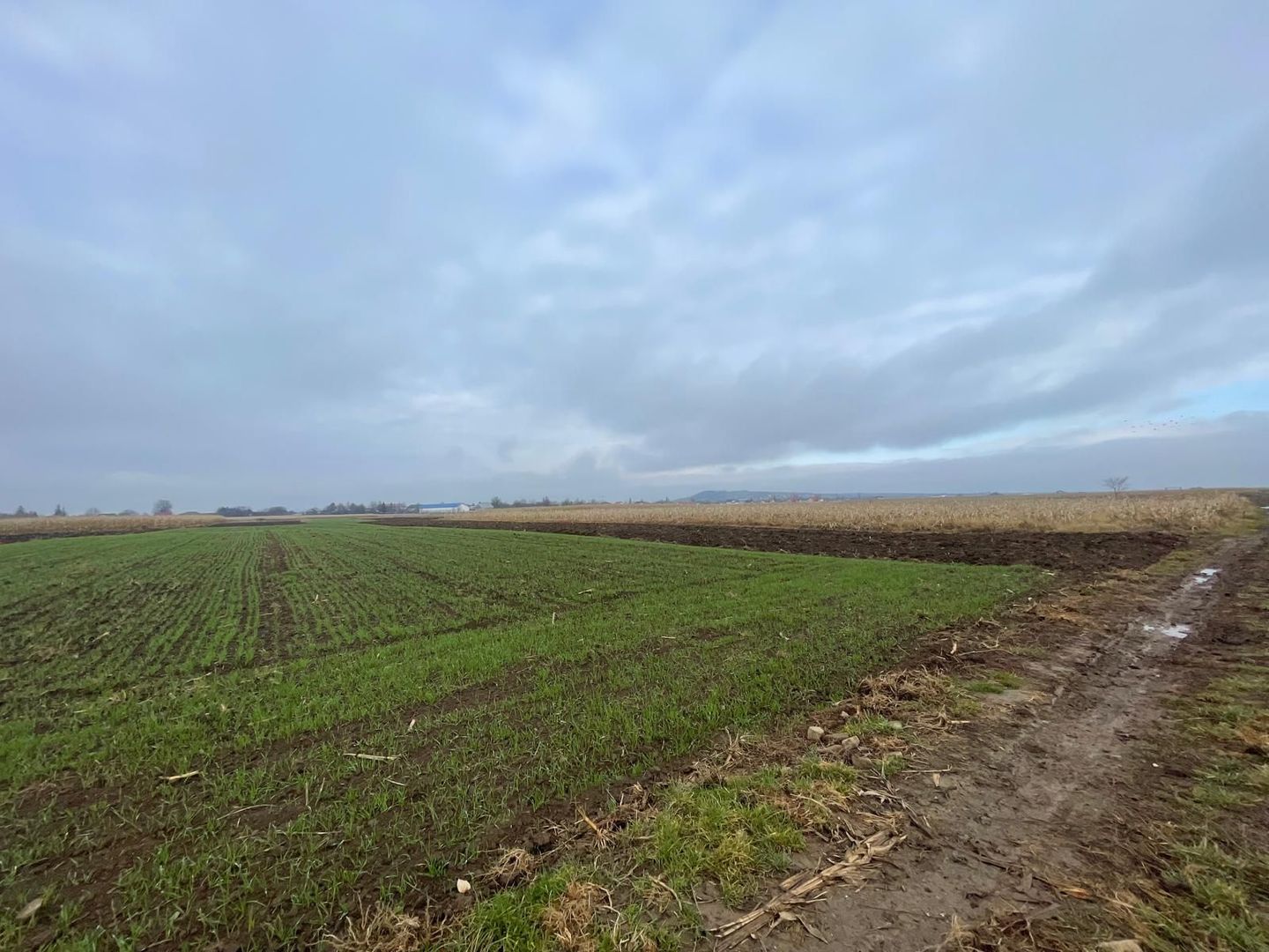 TEREN EXTRAVILAN 13 ARI | FRONT STRADAL 13 M | MARGINEA - Poză 3