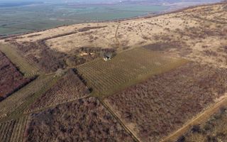 Vita-de-vie Premium  teren de 6800 mp în Covăsinț - Poză 2